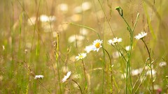 Flowers white flowers chamomile