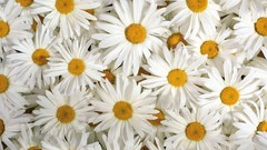 Flowers white flowers Daisies