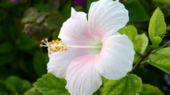 Flowers white flowers hibiscus