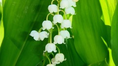 Flowers white flowers lily of the valley