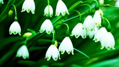 Flowers white flowers lily of the valley