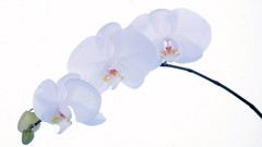 Flowers white flowers Orchids beyaz