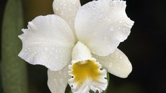 Flowers white flowers Orchids Cattleya