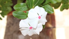 Flowers white flowers periwinkles