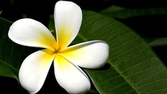 Flowers white flowers plumeria