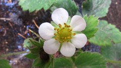 Flowers white flowers Yakarim