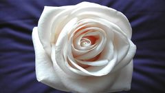 Flowers white roses roses