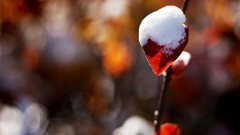 Flowers winter Amin Peyrovi Mohammad Barkhordari