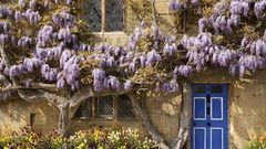 Flowers wisteria