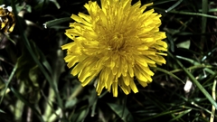 Flowers yellow chrysanthemums Chrysanthemum