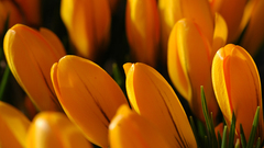 Flowers yellow flowers