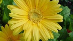 Flowers yellow flowers