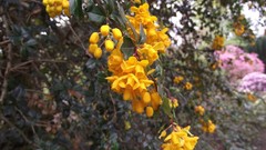 Flowers yellow flowers bellflower