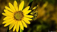 Flowers yellow flowers bstrange bobby strange