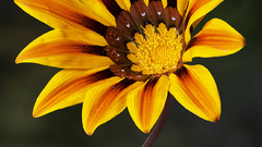 Flowers yellow flowers Gazanias