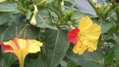 Flowers yellow iran Amin Peyrovi