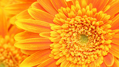 Flowers yellow orange macro