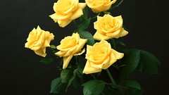 Flowers Yellow Rose