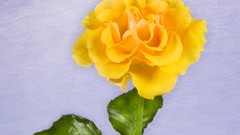 Flowers Yellow Rose yellow