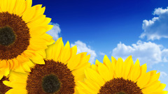 Flowers yellow Sunflowers yellow