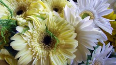 Flowers yellow white margarita