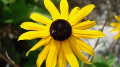 Flowers yellow yellow flowers