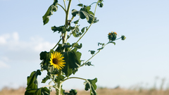 Flowersyou took themgo high