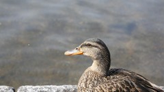 Fly eyes Birds Ducks sweden facepunch Sverige