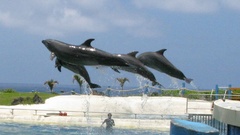 Flying Animals Dolphins dolphin