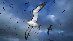 Flying Birds albatross