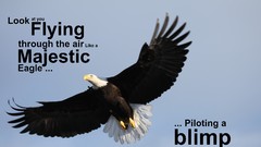 Flying Eagles bald eagles
