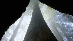 Fog California redwood trees