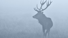 Fog nature grass Animals deer mist atmospheric