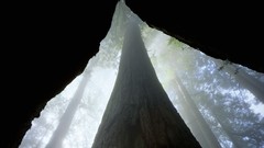 Fog nature Trees California forests redwood trees