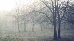 Fog nature Trees winter seasons mist tranquility