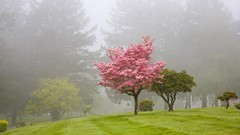 Fog Trees Oregon Portland