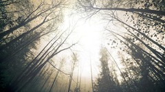 Fog Trees sky Wood below