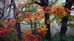 Foliage fall Oregon high Resolution