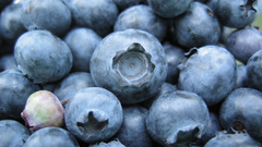 Food blueberries