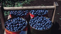 Food blueberries barrels fruits