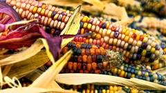 Food corn close-up vegetables husk