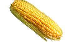 Food corn Food and