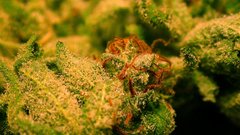 For ass looking dank photoof buddump picspic