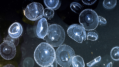 For deep looking pics aequorin bioluminescent