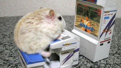 For hamster looking hey def ntaxkmk