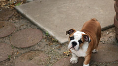 For high justice bump scrapbook 1910 Resolution