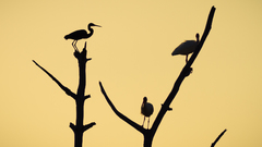 For quiet set just Made dualscreen posting pics