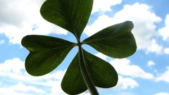 For shadow angel four clover leaf looking