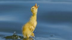 For She duck duckling little want niece