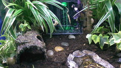 For something New looking hey either hypnotoadshousev